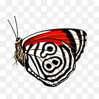 蝴蝶-空若网 蝴蝶-空若网