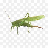 可爱的蚱蜢-空若网 可爱的蚱蜢-空若网