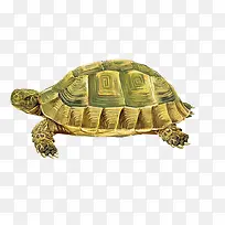 手绘乌龟-空若网 手绘乌龟-空若网
