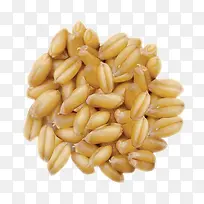 小麦草种子-空若网 小麦草种子-空若网