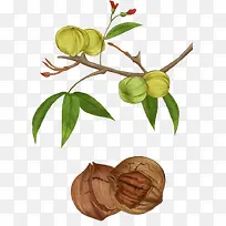 卡通手绘手剥山核桃-空若网 卡通手绘手剥山核桃-空若网