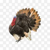 ��ͨ�ֻ濨ͨ�𼦲廭-������