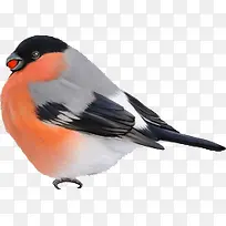 卡通手绘卡通小鸟插画-空若网 卡通手绘卡通小鸟插画-空若网