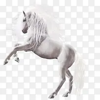 白色马匹-空若网 白色马匹-空若网