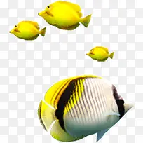 黄色可爱条纹鱼-空若网 黄色可爱条纹鱼-空若网