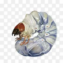 矢量蚕宝宝-空若网 矢量蚕宝宝-空若网