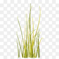 尖细树叶草-空若网 尖细树叶草-空若网