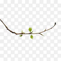 细树枝嫩绿枝芽-空若网 细树枝嫩绿枝芽-空若网