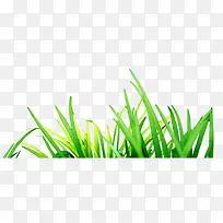 绿色小草-空若网 绿色小草-空若网