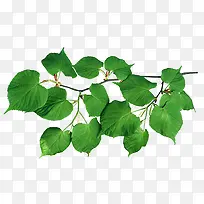 青枝素材图片-空若网 青枝素材图片-空若网