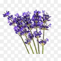 Þ¹Ò²ݻ¨ÊøÃâ·ÑÏÂÔØ-¿ÕÈôÍø Þ¹Ò²ݻ¨ÊøÃâ·ÑÏÂÔØ-¿ÕÈôÍø