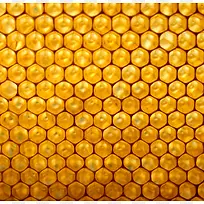 �䳲��������-������