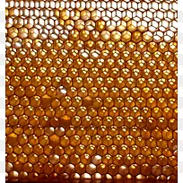 �䳲����ͼ��-������