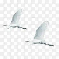 白色大雁-空若网 白色大雁-空若网