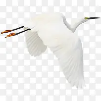 飞翔的大雁-空若网 飞翔的大雁-空若网