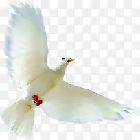 高清摄影飞在空中白色大雁-空若网 高清摄影飞在空中白色大雁-空若网