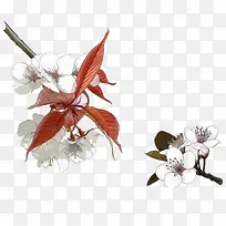 冬日树枝上的小梅花装饰图案-空若网 冬日树枝上的小梅花装饰图案-空若网