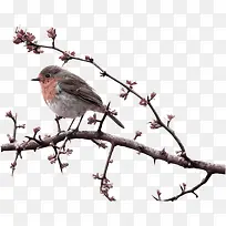 Ê÷Ö¦ÉϵÄһֻСÄñ-¿ÕÈôÍø Ê÷Ö¦ÉϵÄһֻСÄñ-¿ÕÈôÍø