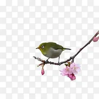 桃花枝上的小鸟-空若网 桃花枝上的小鸟-空若网