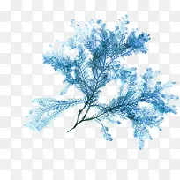 树枝-空若网 树枝-空若网