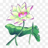 手绘莲花-空若网 手绘莲花-空若网