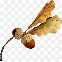 Àõ×ÓÊ÷Ò¶Ê÷Ö¦-¿ÕÈôÍø Àõ×ÓÊ÷Ò¶Ê÷Ö¦-¿ÕÈôÍø