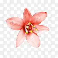 花卉设计素材-空若网 花卉设计素材-空若网