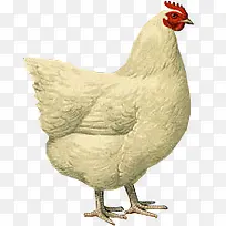 手绘母鸡-空若网 手绘母鸡-空若网