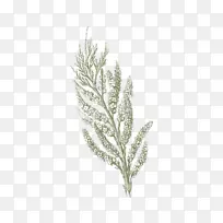 小枝-空若网 小枝-空若网