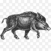 手绘野猪猪蹄透明png-空若网 手绘野猪猪蹄透明png-空若网