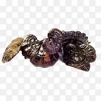 褐色灵芝草-空若网 褐色灵芝草-空若网