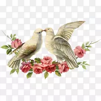 壁虎电脑软件剪贴画-爱情鸟-空若网 壁虎电脑软件剪贴画-爱情鸟-空若网