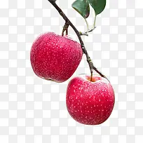 熟透了的苹果-空若网 熟透了的苹果-空若网