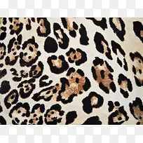 ����Ƥë����-������