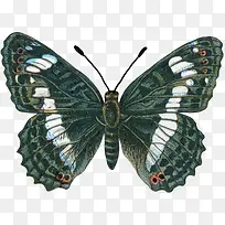 手绘蝴蝶-空若网 手绘蝴蝶-空若网