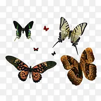 ���ֺ����걾�ز�-������