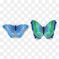 两个蝴蝶标本-空若网 两个蝴蝶标本-空若网