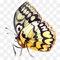 手绘唯美彩色蝴蝶-空若网 手绘唯美彩色蝴蝶-空若网