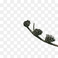 松果树枝免抠素材-空若网 松果树枝免抠素材-空若网