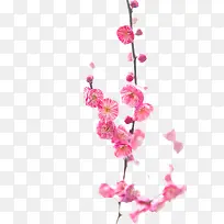 粉色桃花-空若网 粉色桃花-空若网