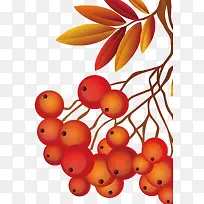 红色果实免抠-空若网 红色果实免抠-空若网