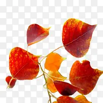 ·¢ºìÑîÊ÷Ò¶-¿ÕÈôÍø ·¢ºìÑîÊ÷Ò¶-¿ÕÈôÍø