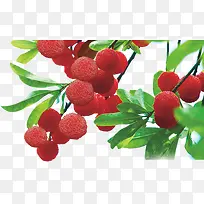 ��÷��֦-������