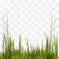 小草-空若网 小草-空若网