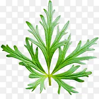 绿草-空若网 绿草-空若网