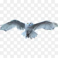 白色猫头鹰-空若网 白色猫头鹰-空若网