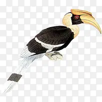 树枝上的一只长尾巴大鸟-空若网 树枝上的一只长尾巴大鸟-空若网