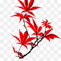 红色枫树枝-空若网 红色枫树枝-空若网