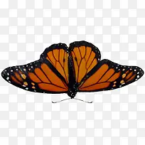 »ÆºÚºûµû-¿ÕÈôÍø »ÆºÚºûµû-¿ÕÈôÍø