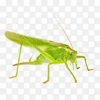 �ȳ���������ز�-������